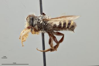 Media type: image;   Entomology 793933 Aspect: habitus lateral view